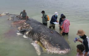 A dead sperm whale was found with almost 6kg of plastic inside it on a beach in Indonesia. 21 November 2018