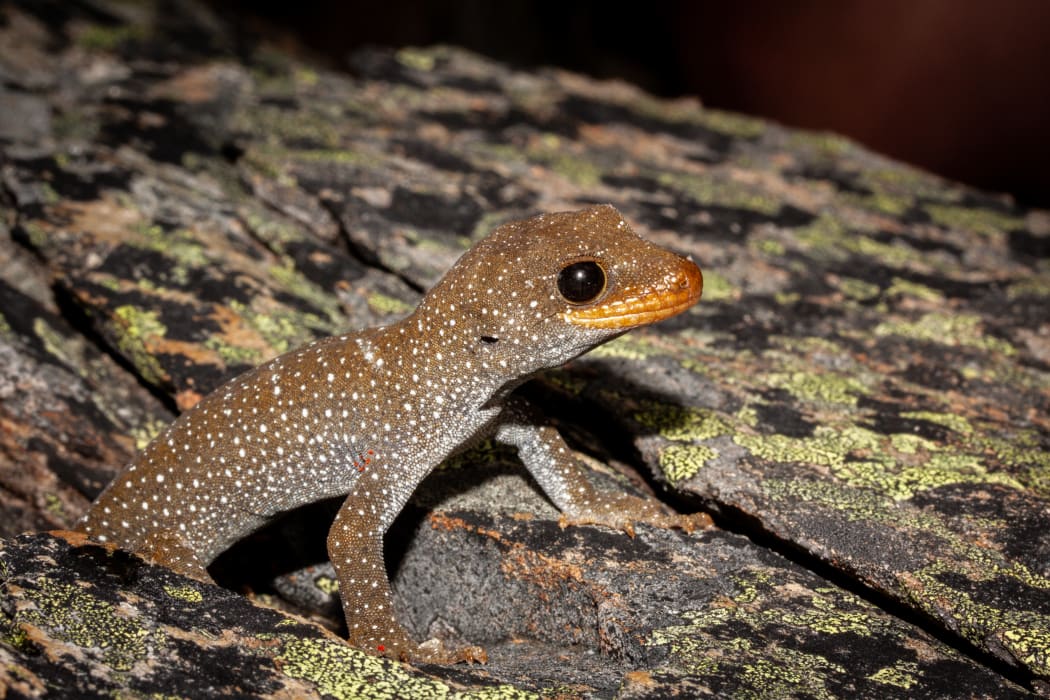 Report confirms four new species of lizard in New Zealand | RNZ News