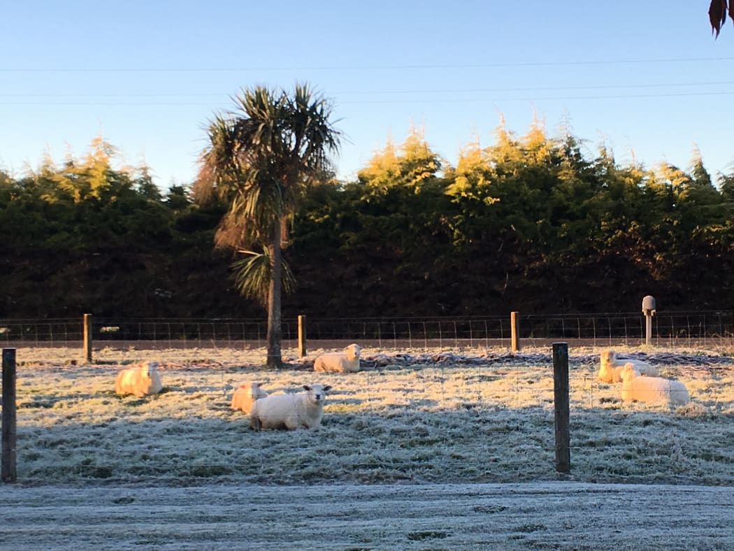 A frosty morning in the Waikato.
