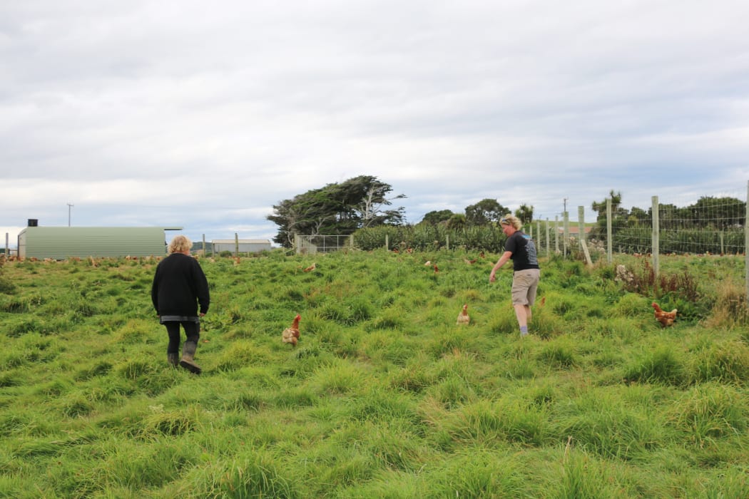 Granja de huevos Te Waewae