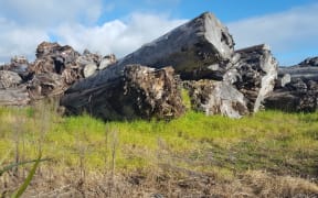 Swamp kauri logs in Ruakaka mill yard.
