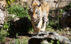 Saipan Zoo's tiger