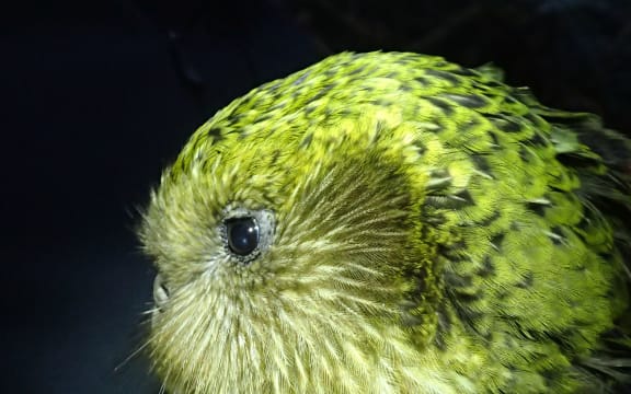 Boss is one of the original Stewart Island kākāpō, and a successful breeder with a proven track record.