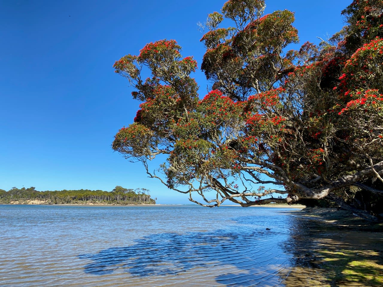 Protecting the Southern Rātā in Papatowai | RNZ