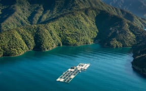 New Zealand King Salmon's Clay Point salmon farm in the Tory Channel.