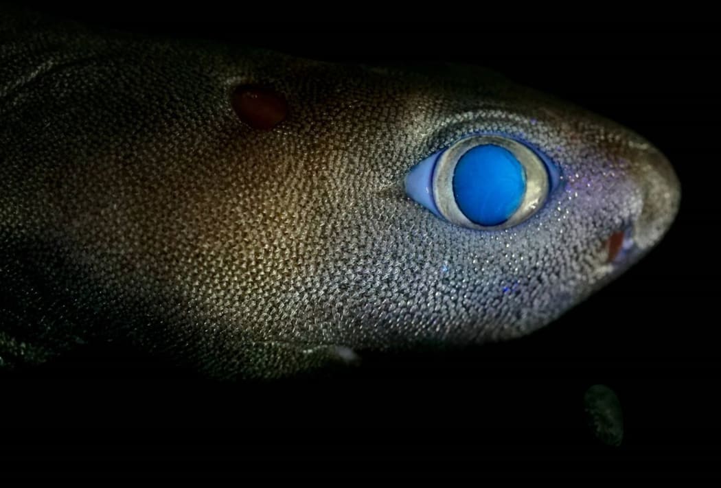 Glowing shark documented by Dr Jérôme Mallefet of UCLouvain on a NIWA research voyage to the Chatham Rise.
