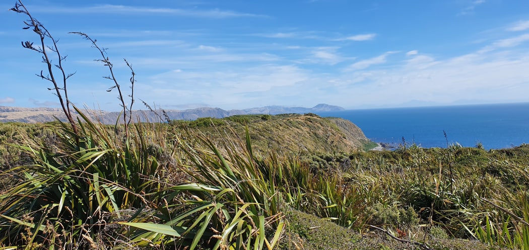 A number of new seabird colonies have been established on the western cliffs of Mana Island, overlooking outer Cook Strait.