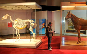 A photographer stands between the hide and the skeleton of legendary racehorse Phar Lap, at the Melbourne museum in Melbourne in 2010. The skeleton has been borrowed from Te Papa Museum. Phar Lap won 37 of his 51 starts.