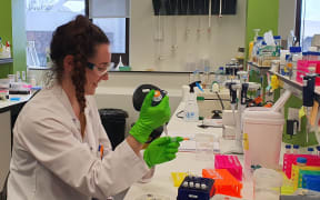 Phd student Rose McLellan at work in the Synthetic and Chemical Biology Laboratory, Victoria University of Wellington.