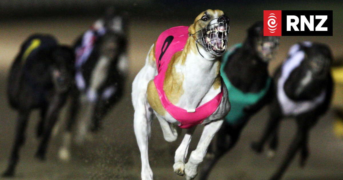 SAFE welcomes confirmation of end of greyhound racing at Manukau stadium - Vimarsana News
