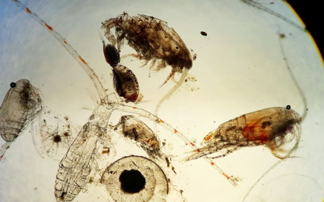 Tiny ocean zooplankton could help tell if climate change targets are met |  RNZ News