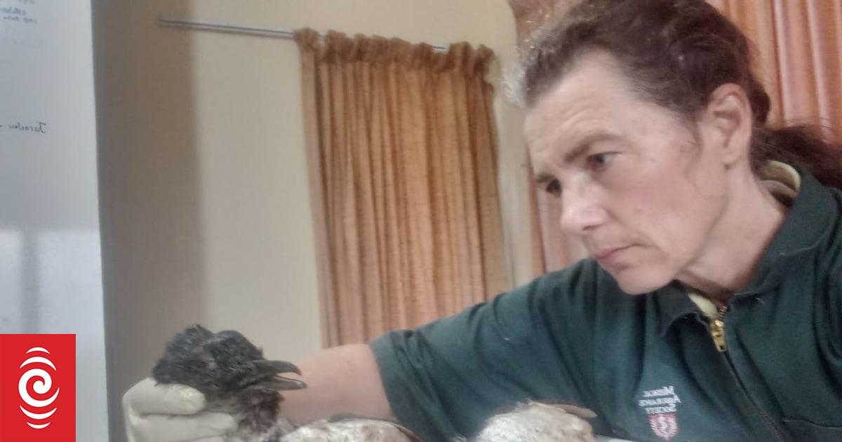 Conservationists concerned to find dozens of dead penguins on Waiheke - Vimarsana News