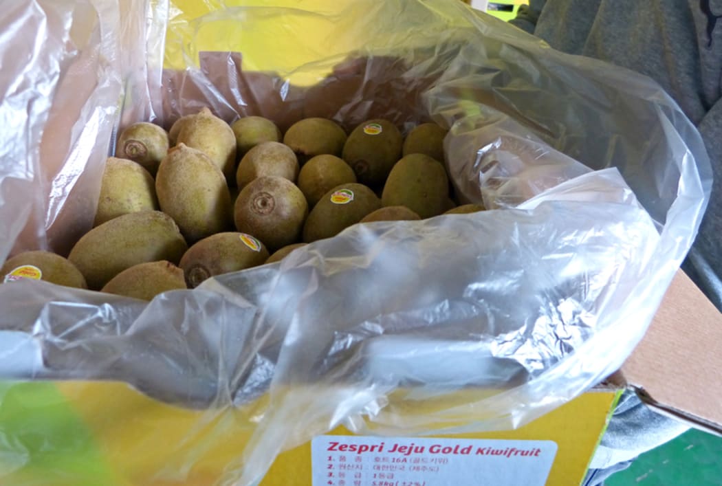 Zespri gold kiwifruit grown on Jeju Island.