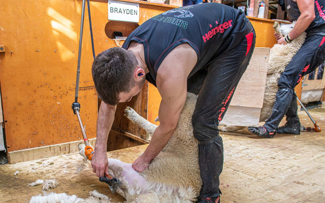 Brayden Clifford completed 24 hours of shearing with a tally of 1543 lambs during the Shear4Blair Shearathon.