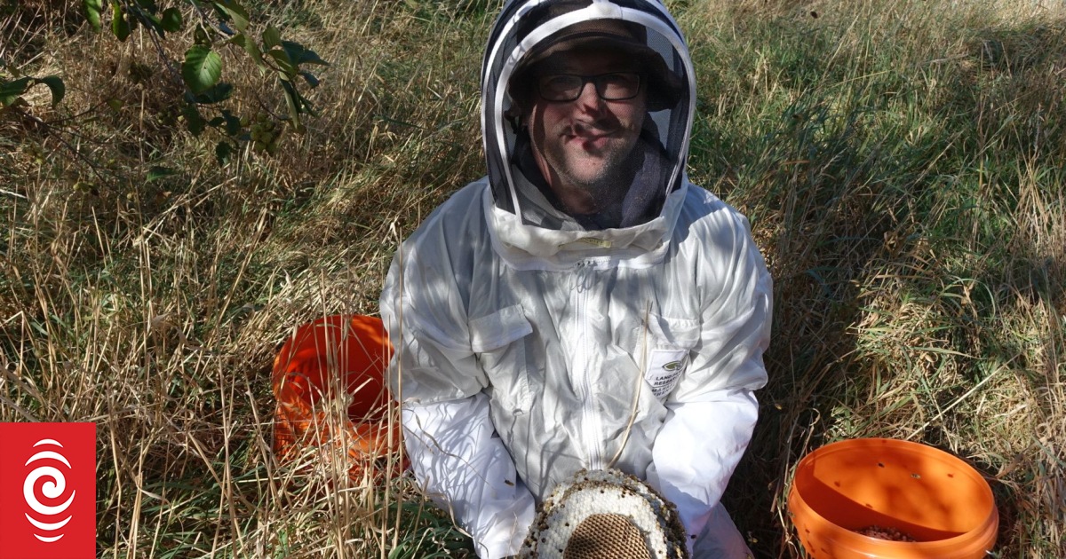 Mite this be the best weapon against wasps? | RNZ News