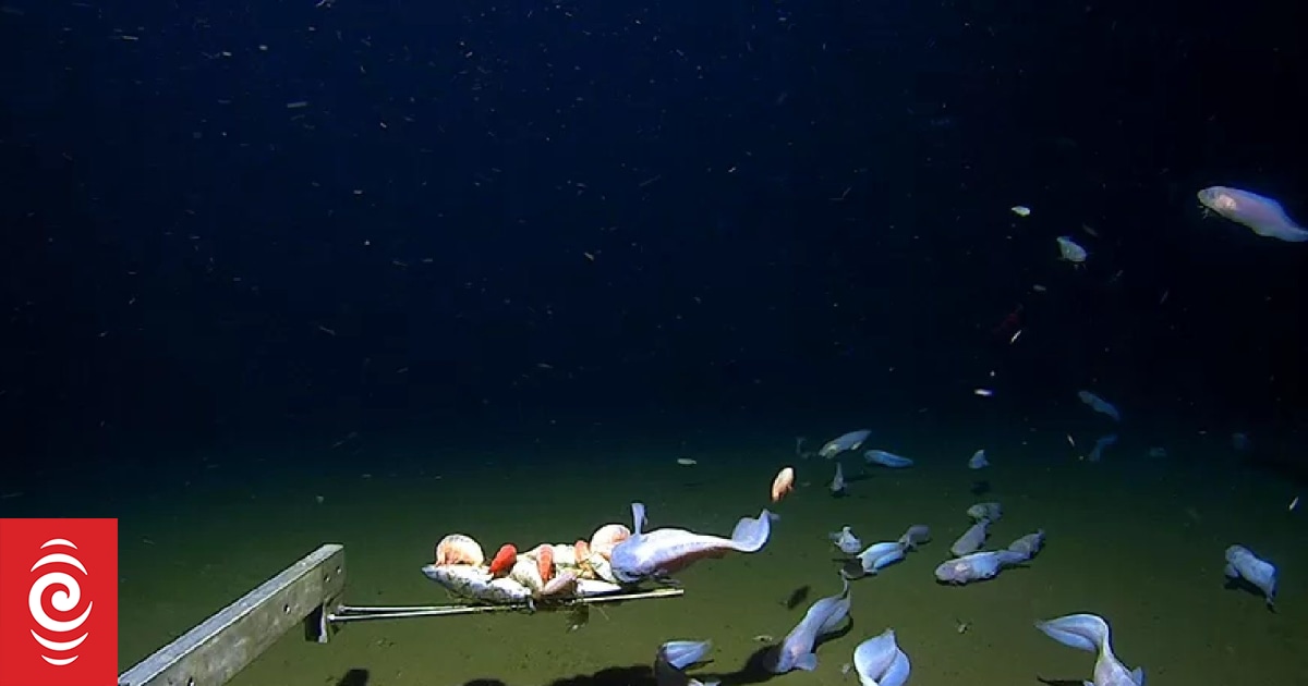 Le poisson a été filmé à plus de 8 km de profondeur dans la mer