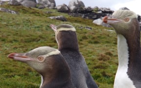 Hoiho / yellow-eyed penguins on Enderby Island, in the subantarctic Auckland islands.