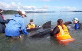 Rescuers try to save the whales.