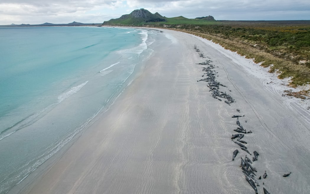More than 250 whales that stranded on the Chatham Islands on 7 October, 2022 died or had to be euthanised.