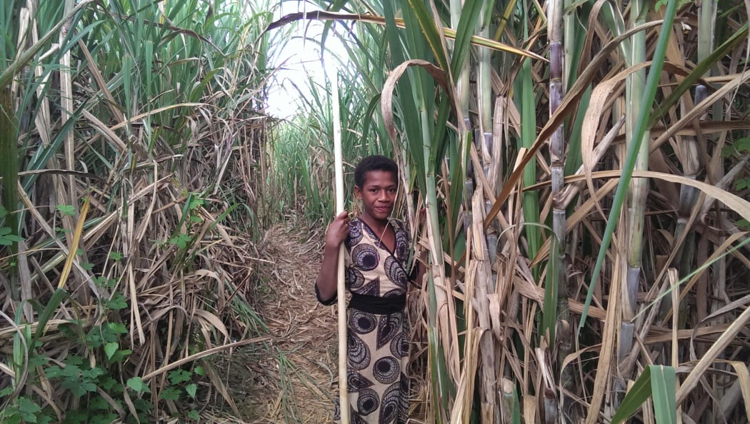 A villager in the cane fields near Lautoka, Fiji