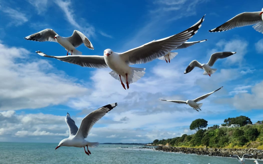 Red billed gulls #39 poo and aggressive attitude getting up noses in Red billed gulls #39 poo and aggressive attitude getting up noses in