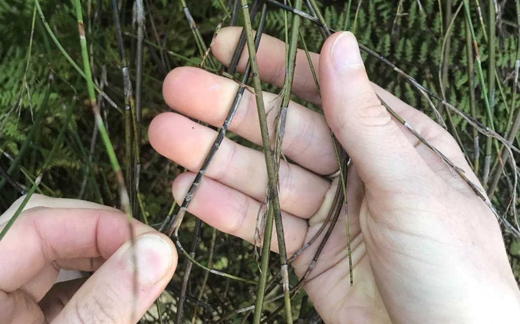 A person's hands indicate caterpillar scars on reeds.