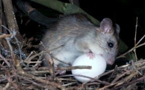Ship rat eating a kereru egg