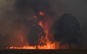 Smoke and flames rise from burning trees as bushfires hit the area around the town of Nowra in New South Wales on December 31, 2019.