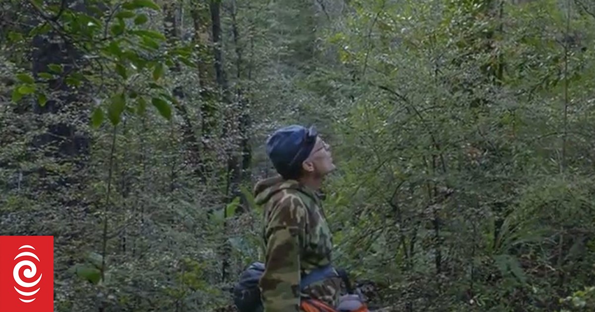 Watch: Looking for New Zealand's most elusive bird - Vimarsana News