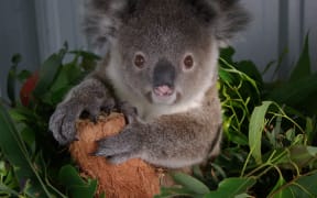 Their specific diet of eucalyptus leaves means that koalas are vulnerable to habitat loss.