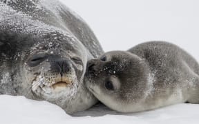 A Weddell Seal pup and its mother.