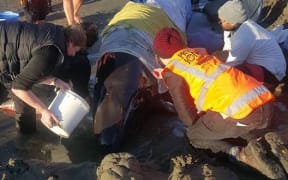Volunteers care for a stranded pilot whale on Waimairi Beach.