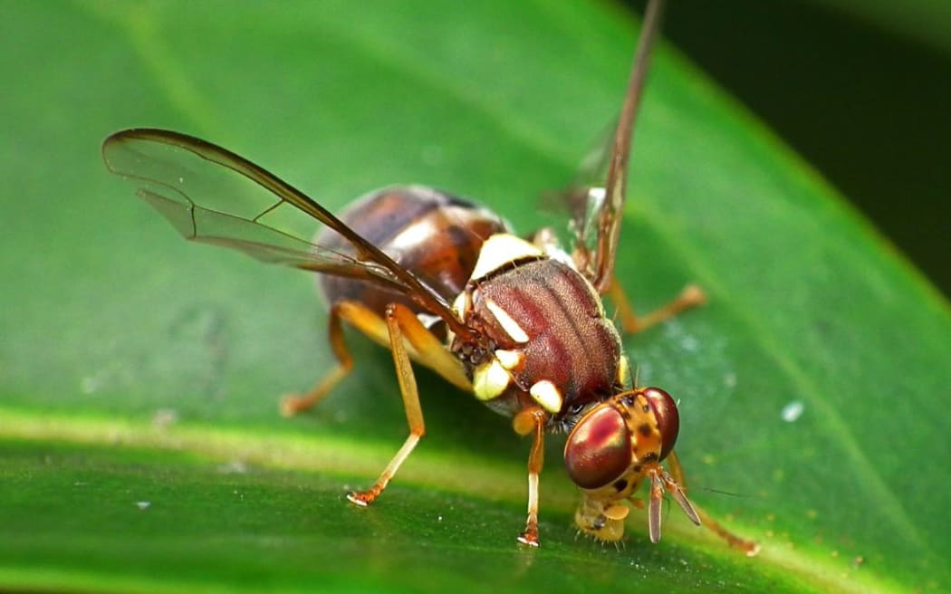 The Queensland fruit fly (Bactrocera tryoni).