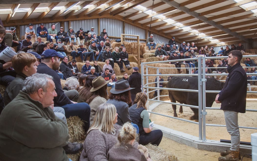 In the sale ring at the Hallmark Angus bull sale in June 2023