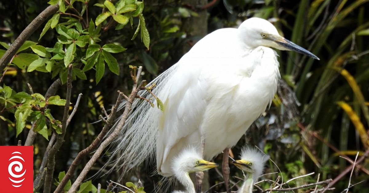 Nesting season looks promising for kōtuku - Vimarsana News