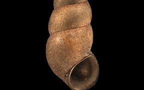 Freshwater snail, Potamopyrgus oppidanus Haase, 2008, collected 26 November 2003, stream near foot of Wadestown Road, Wellington, New Zealand.