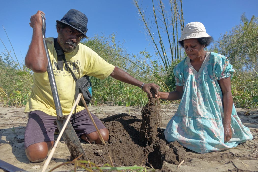 Kerby and Ellen Vatoko show me the last of their yam covered by mud from the floods at Mele Village.