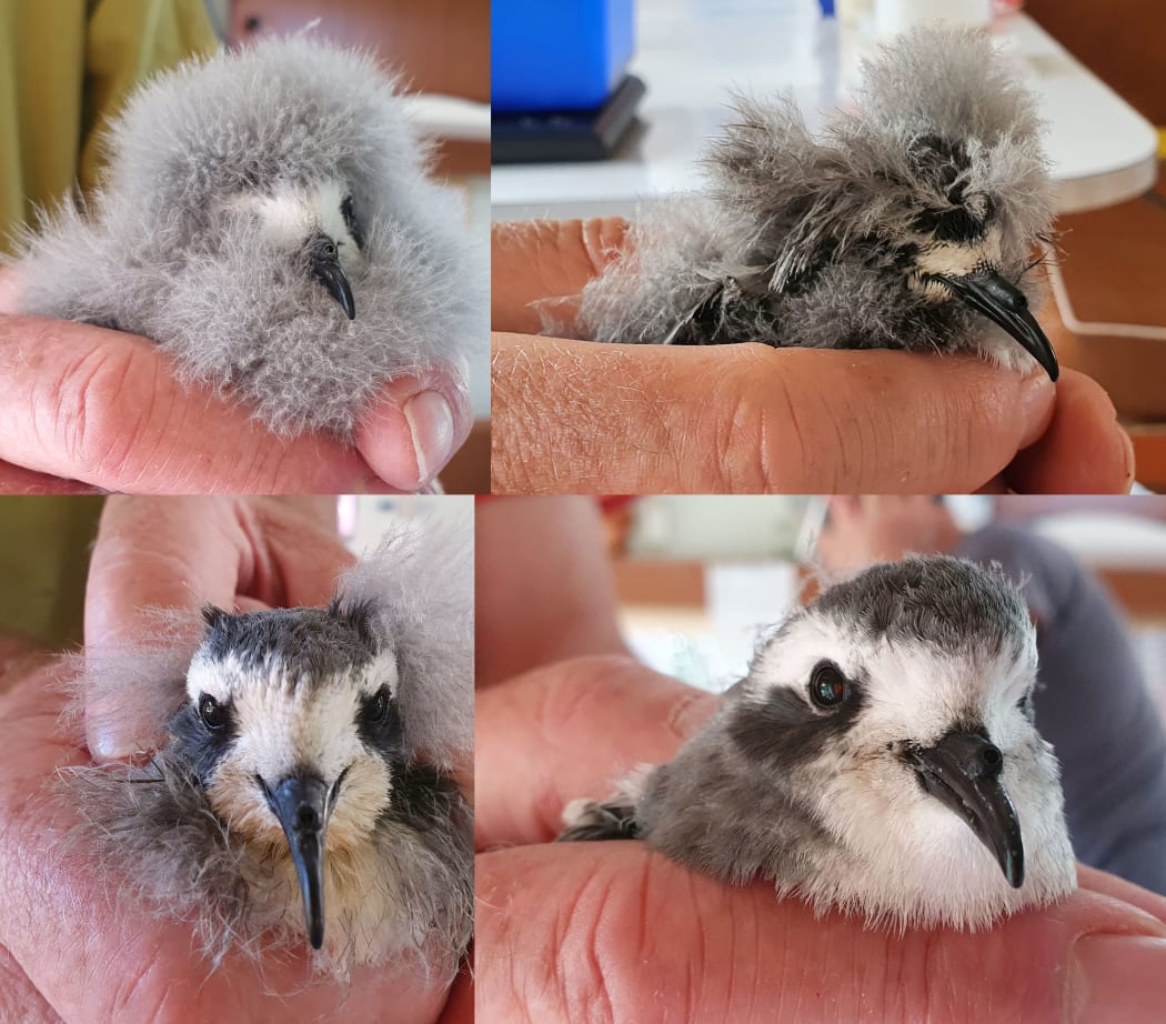 White-faced storm petrel chicks, from very downy to adult plumage.