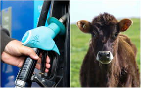 Petrol station pump and a dairy cow.