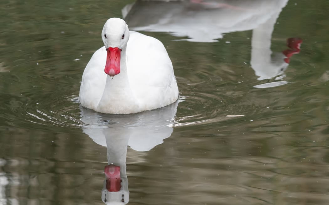 A coscoroba swan swimming in the water.