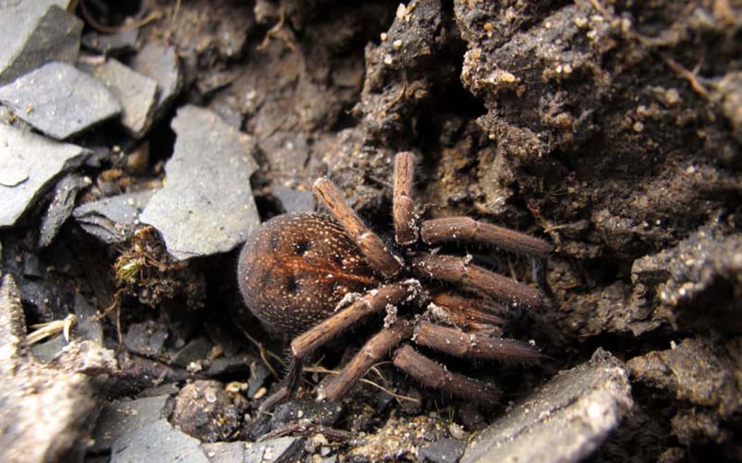 Native roaming spider