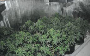 Part of a rural property near Greymouth and $10,000 in cash have been forfeited following a police investigation into a cannabis operation on the West Coast.