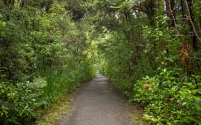 A walking track in the Waipoua Forest.