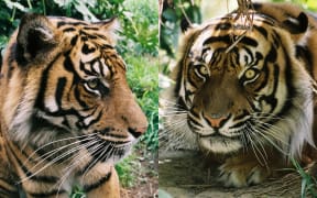 Wellington Zoo is hoping Senja (left) and Bashii (right) will take a liking to one another