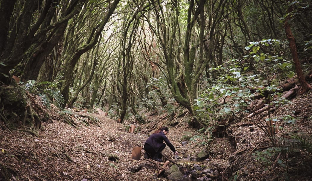 Artist Tanya Ruka foraging in the forest