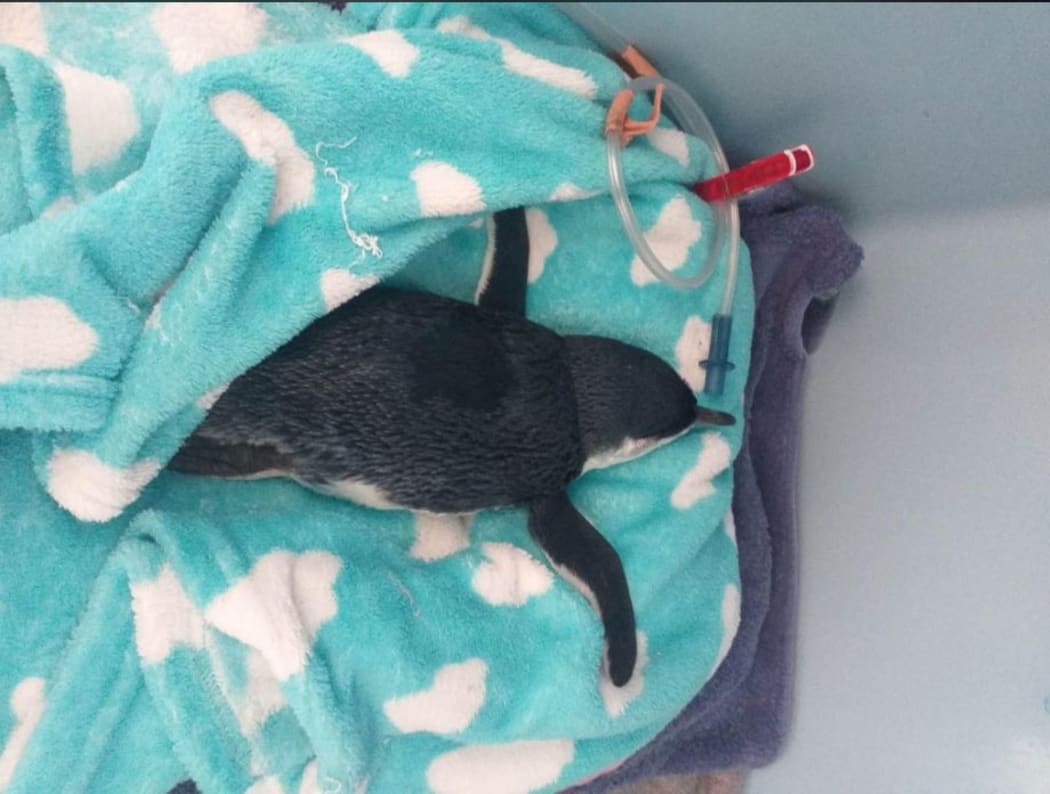 Within the past week the Bird Rescue Charitable Trust has been unable to save five emaciated penguins brought in by members of the public from Orewa and Milford.