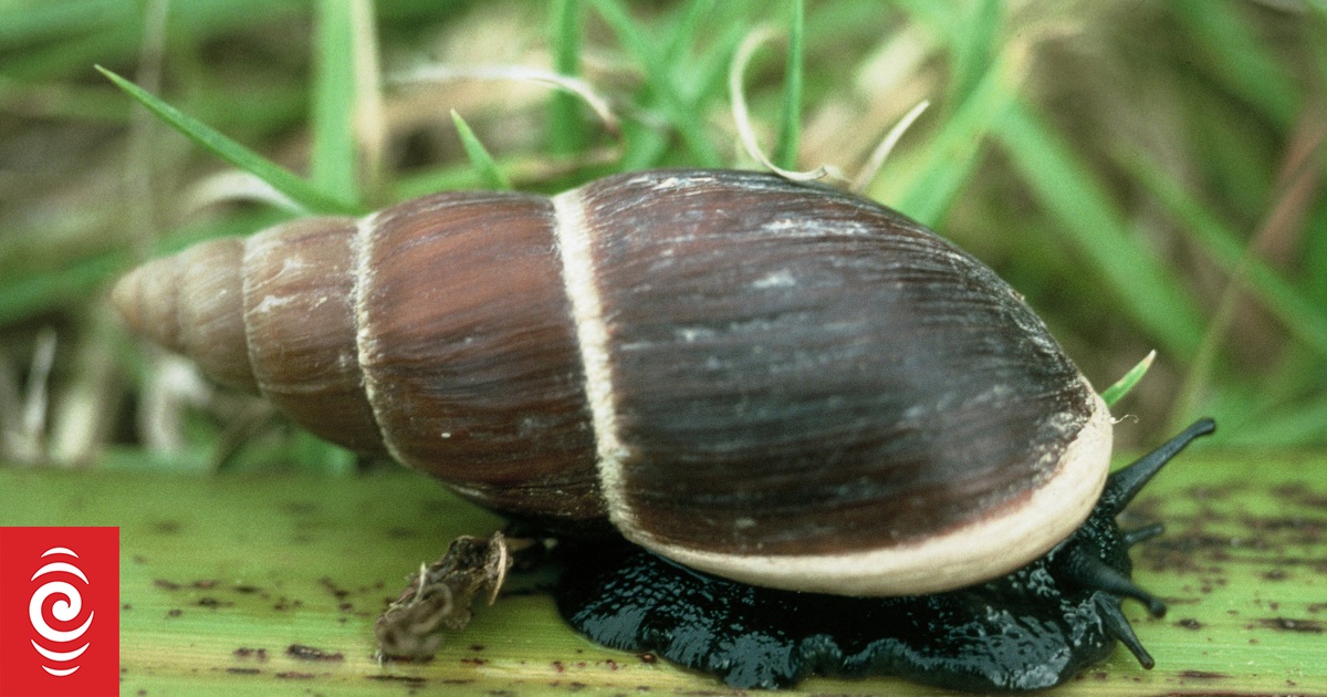 Critter of the Week The Flax Snail RNZ