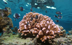 American Samoa coral