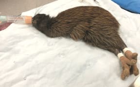 Brown kiwi on the mend.