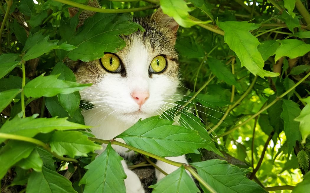 The cat hides in the bush under the leaves